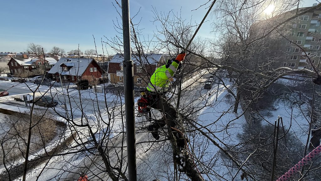 Dixon Trädvård - Beskärning av träd - Arborist beskär träd i luften