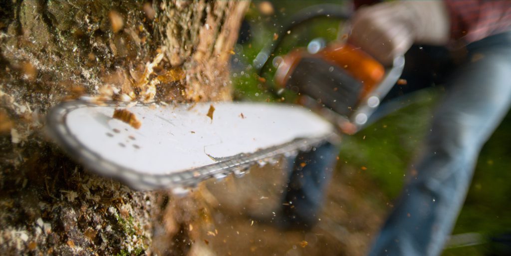 Dixon Trädvård - Trädfällning - Träd med motorsåg